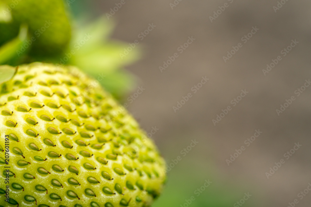Green strawberry background Green strawberry background