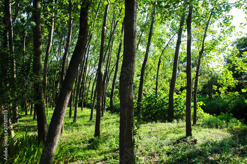 tree of forest © 鸿 孟