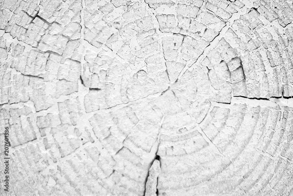 Stump with annual rings background black and white.