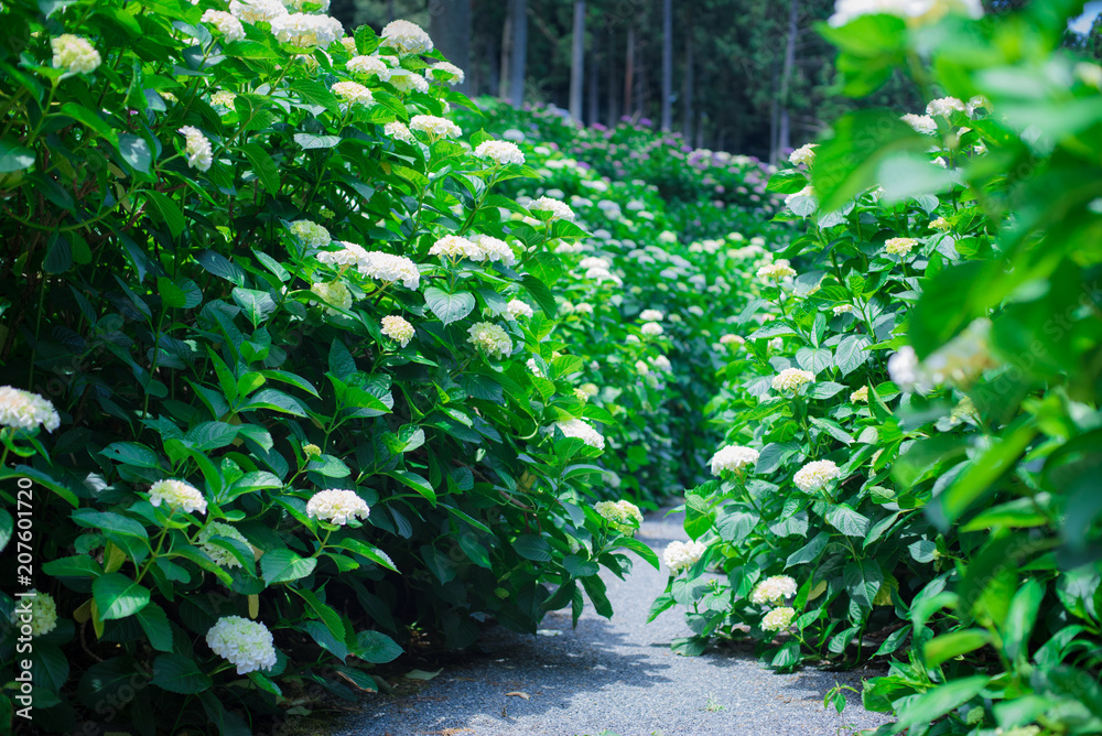 紫陽花 紫陽花