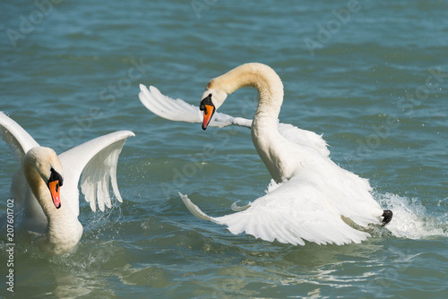 beautiful white swan