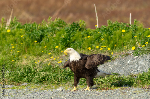 Eagle landing