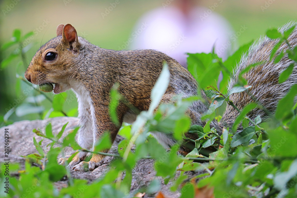 Fototapeta premium Squirrel on the grass