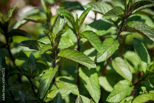 Mint with a fragrant and healthy herb