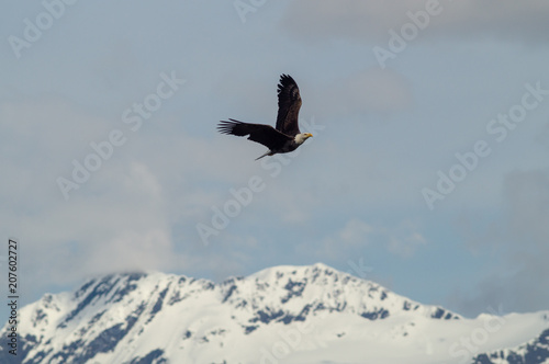 Eagle Soaring over the mountains