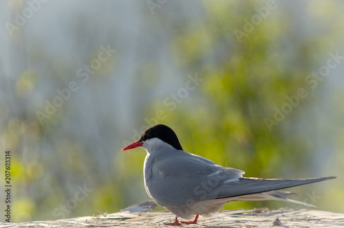 Arctic Tern with floral background. © Jeremy