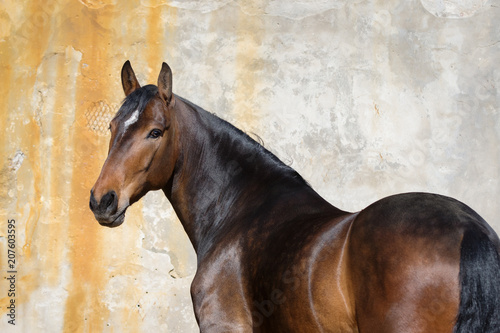 Bay horse look back isolated on light background