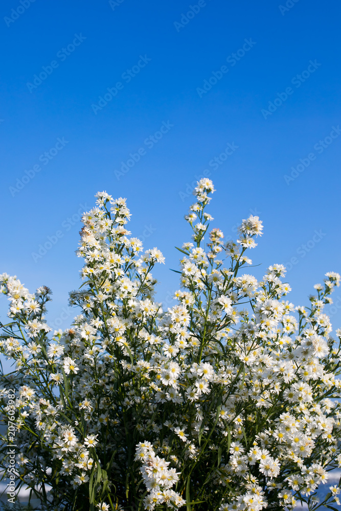 Spring small white flowers on the blue sky background Spring small white flowers on the blue sky background