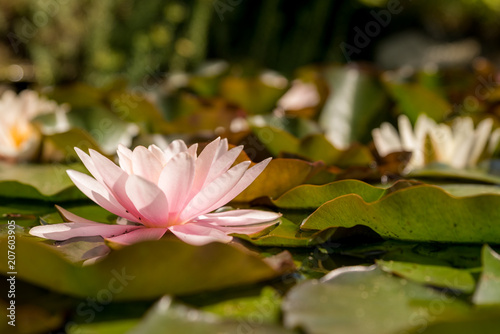 Pink blooming water lily in a natural lake