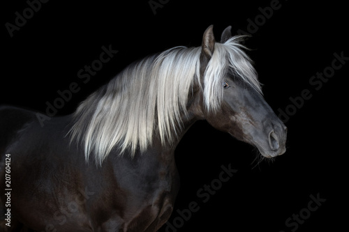 Portrait of a dark horse on black background isolated