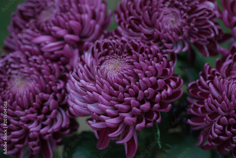 Colorful autumnal chrysanthemum. Blossoming flowers in a garden. Mums