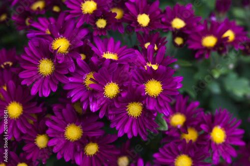 Colorful autumnal chrysanthemum. Blossoming flowers in a garden. Mums © Nataliia