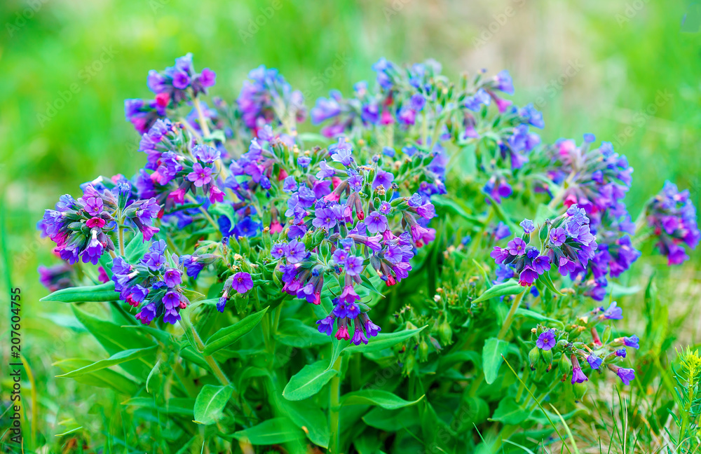 Obraz premium closeup detail of meadow flower - wild healing herb - Pulmonaria mollis.
