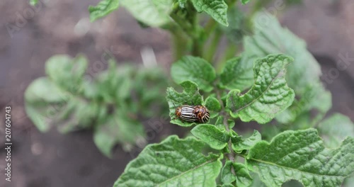 Colorado potato beetles photo