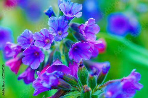 closeup detail of meadow flower - wild healing herb - Pulmonaria mollis. photo