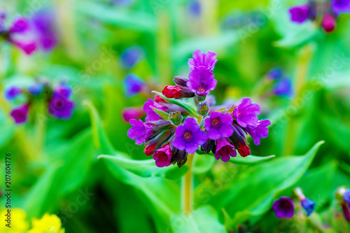 closeup detail of meadow flower - wild healing herb - Pulmonaria mollis.