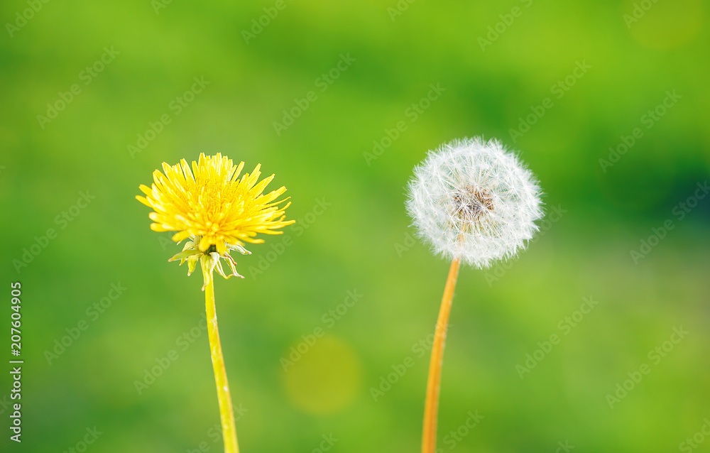 Two dandelion flowers on blurry green background. Two dandelion flowers on blurry green background.