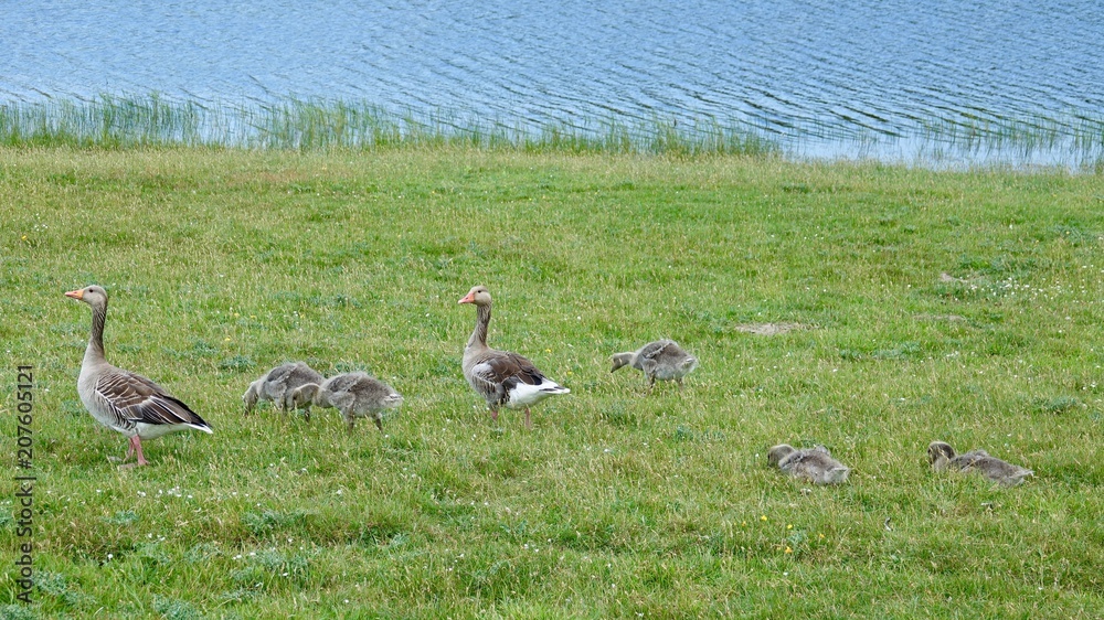Wilde Graugans, freilebend