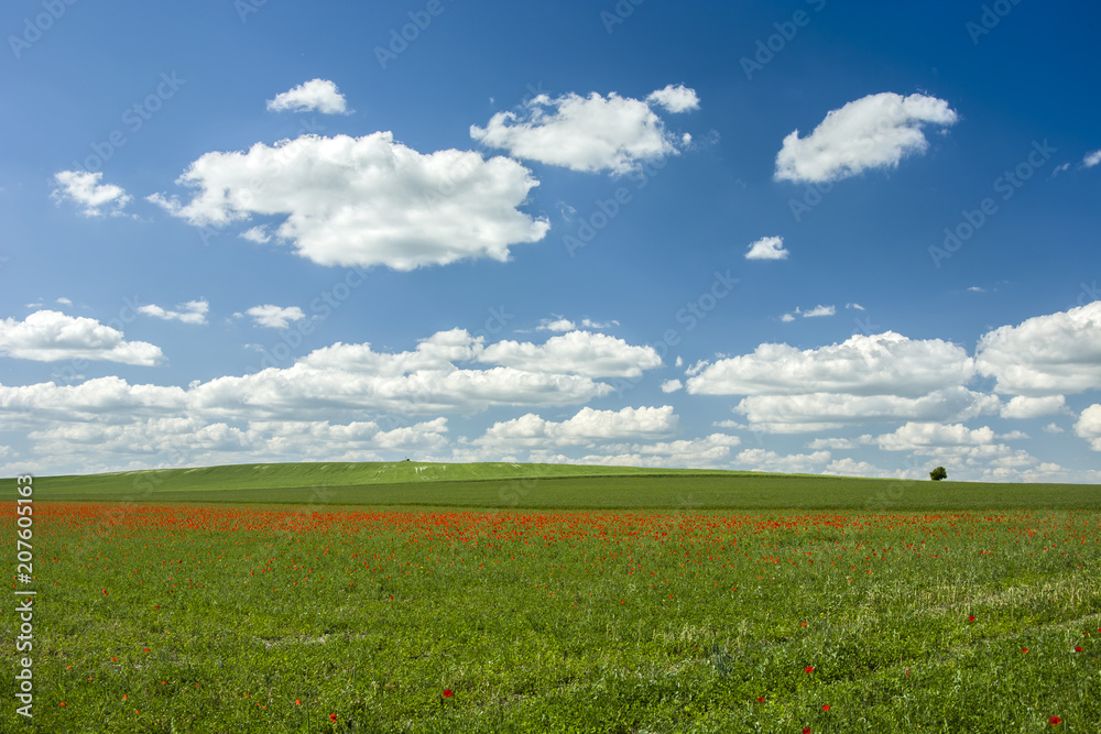 Green fields with red poppies and blue sky