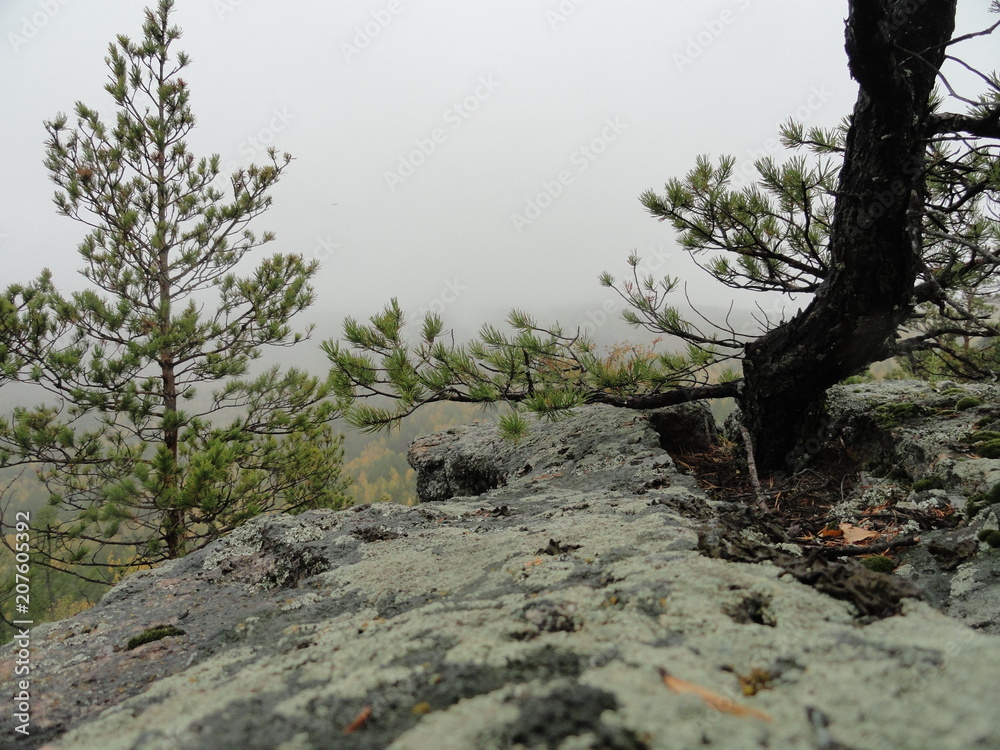Obraz premium Landscape: rainy autumn in the mountains and fog