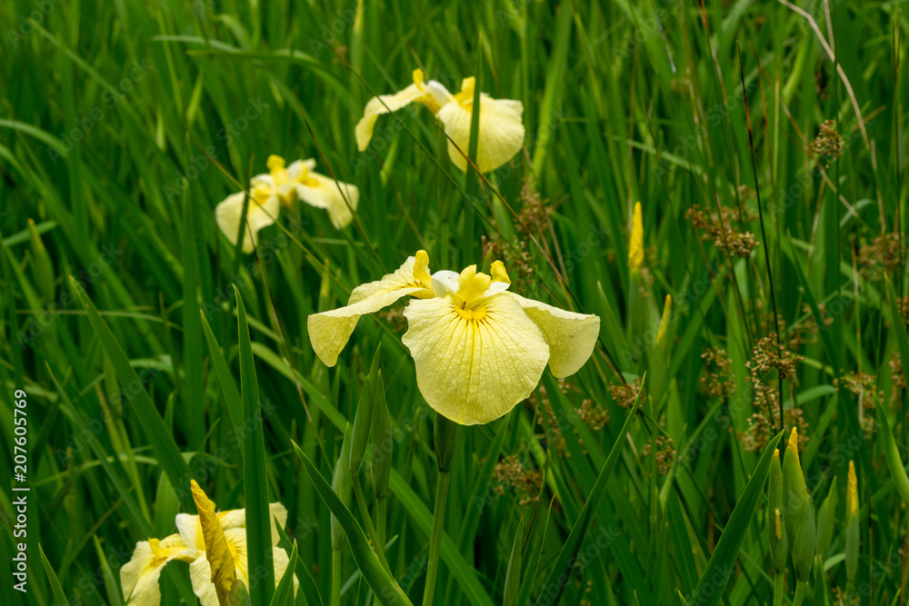 Yellow flowers fascinate. Iris pseudacorus Yellow flowers fascinate. Iris pseudacorus