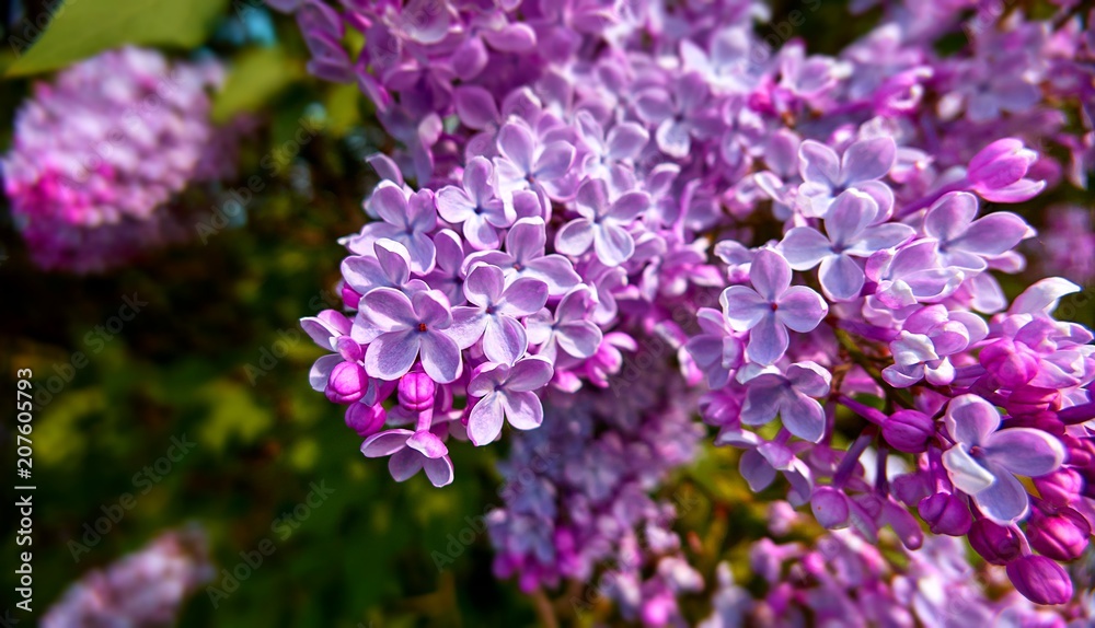 Close up view of vibrant juicy lilac flowers in spring 