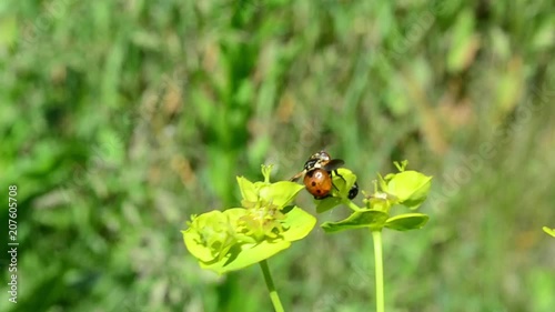 Gymnosoma, male, ladybug mimic fly, Euphorbia cyparissias