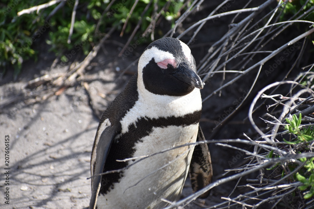 Fototapeta premium Closeup of a cute Jackass Penguin on the beach in Betty´s Bay near Cape Town in South Africa