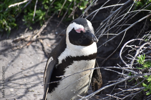 Closeup of a cute Jackass Penguin on the beach in Betty  s Bay near Cape Town in South Africa