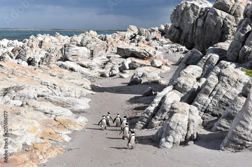 Landscape and beach in Betty´s Bay with cute Jackass penguins near Cape Town, South Africa