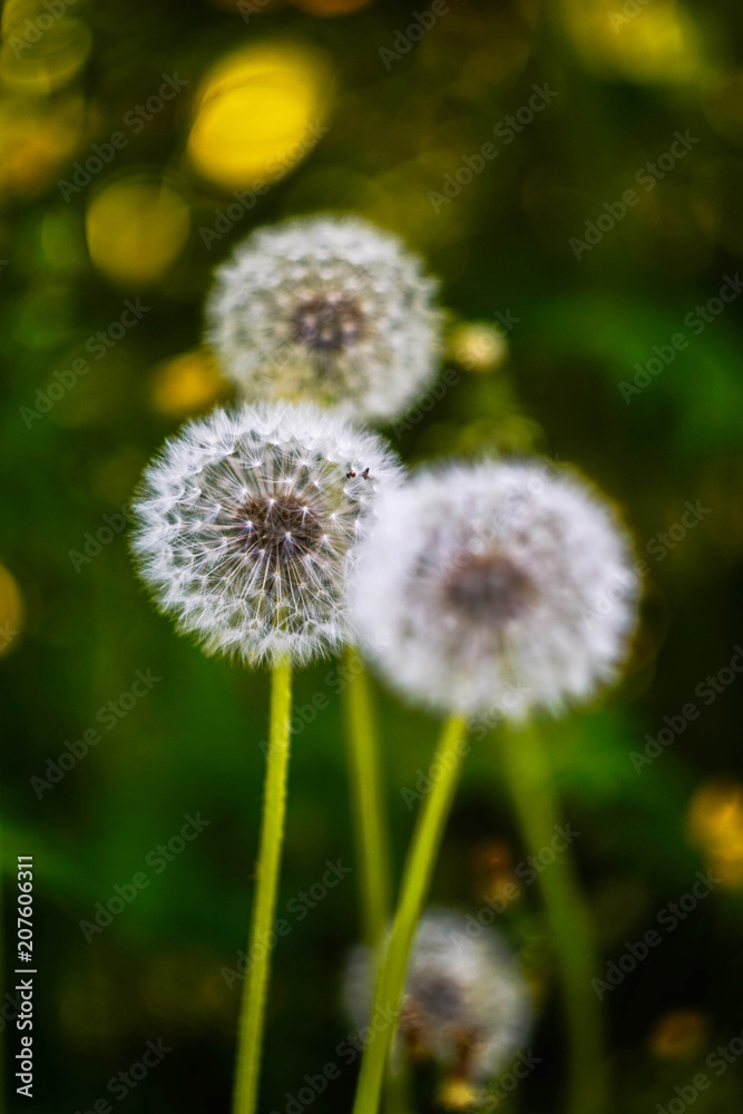 white fluffy dandelions on blurred background white fluffy dandelions on blurred background