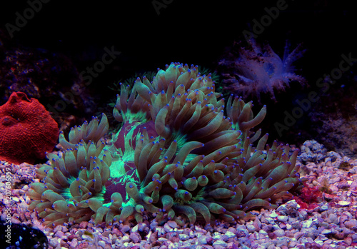 LPS Elegance coral in reef aquarium  Catalaphyllia Jardinei  