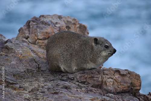 Beautiful beach in Hermanus with a cute dassie sitting on a rock in South Africa