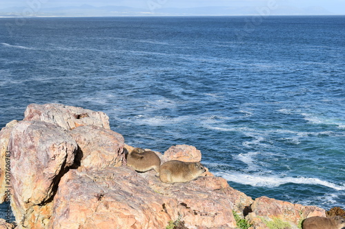 Beautiful beach in Hermanus with two cute dassies sitting on a rock in South Africa