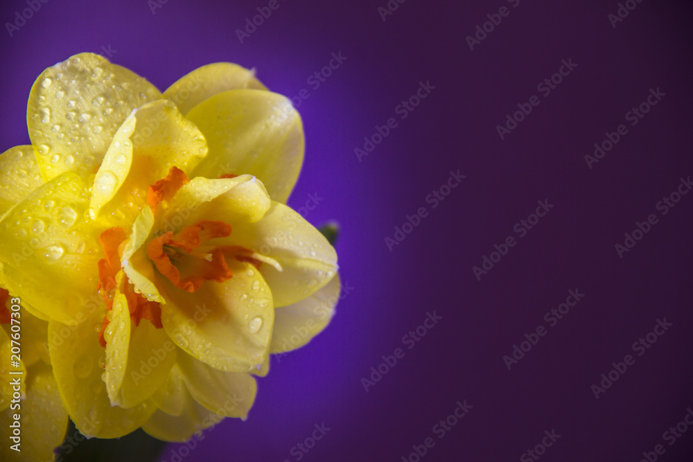 lonely yellow flower with dew drops on dark background