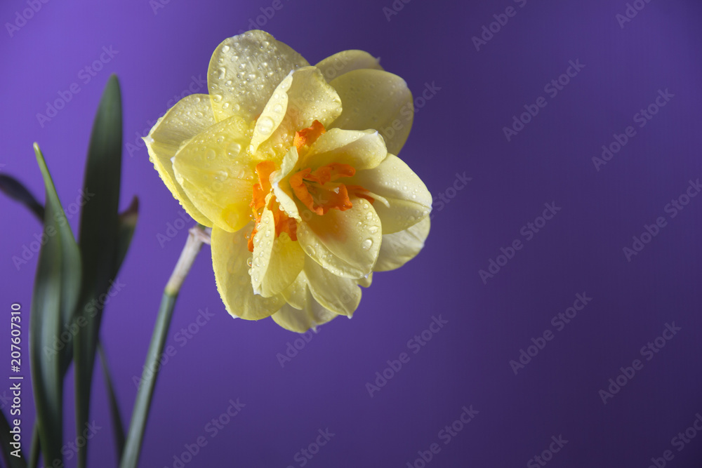 Beautiful spring flower Narcissus Beautiful spring flower Narcissus