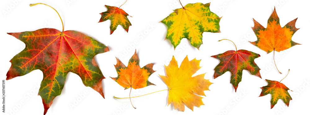 Fototapeta premium transparent jesień wzór liść klonu jasny na białym tle