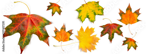 banner autumn pattern maple leaf bright on white background