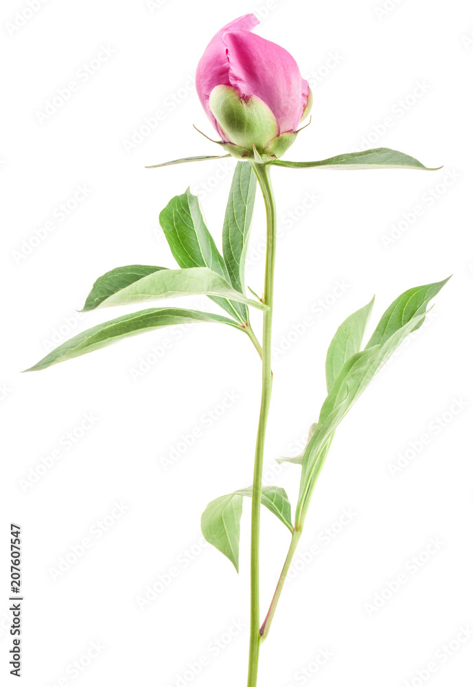 Peony bud isolated on white Peony bud isolated on white