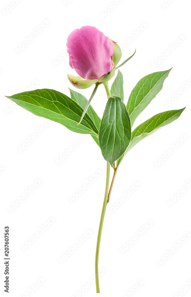 Peony bud isolated on white Peony bud isolated on white