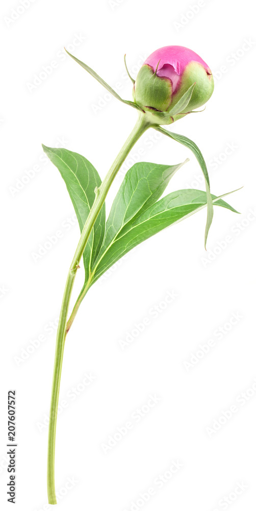 Obraz premium Peony bud isolated on white