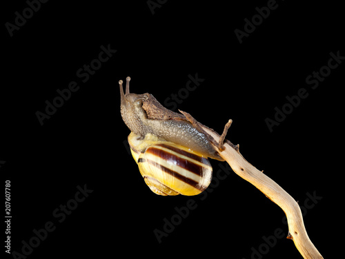 striped forest snail  Cepaea nemoralis sits on the branch