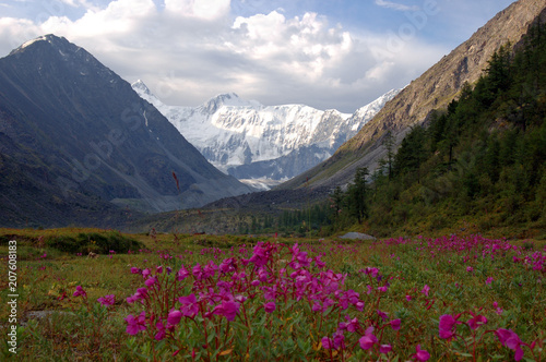Flowering Ak-Kem valley. Altai, Russia