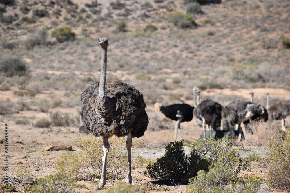 Naklejka premium Beautiful big ostriches on a farm in Oudtshoorn, Little Karoo, in South Africa