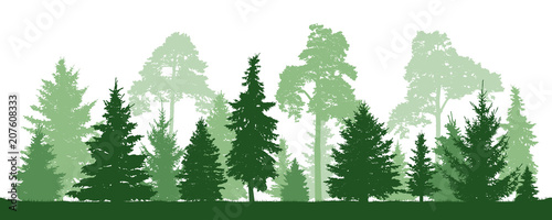 Trees pine, fir, spruce, christmas tree. Coniferous forest, vector silhouette © nosyrevy