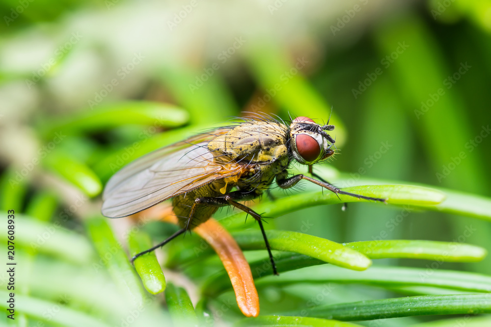 Exotic Drosophila Fruit Fly Diptera Insect on Green Fir Exotic Drosophila Fruit Fly Diptera Insect on Green Fir