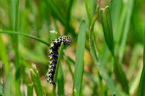 Mullein moth caterpillar © Anders93