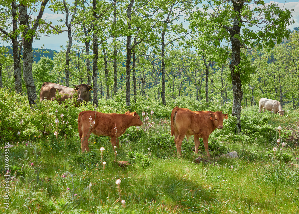 Ganado / Grupo de Vacas y Terneros Pastando en un Bosque de Robles de la Sierra de San Vicente, Toledo, Castilla La Mancha, España Ganado / Grupo de Vacas y Terneros Pastando en un Bosque de Robles de la Sierra de San Vicente, Toledo, Castilla La Mancha, España