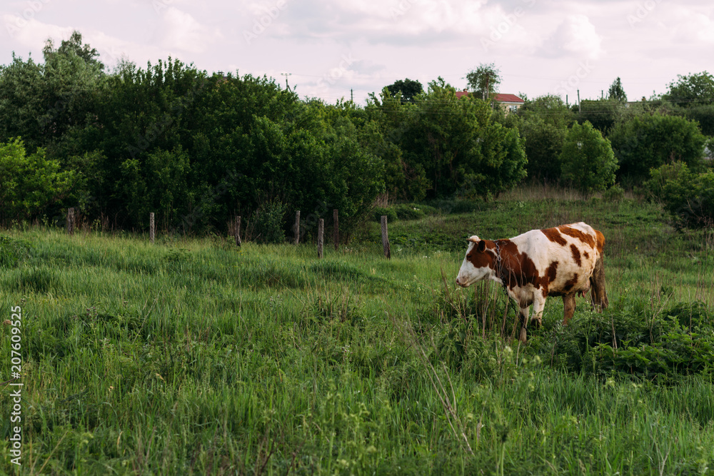 Landscape with one young cow. a brown and white cow stands on the field Landscape with one young cow. a brown and white cow stands on the field
