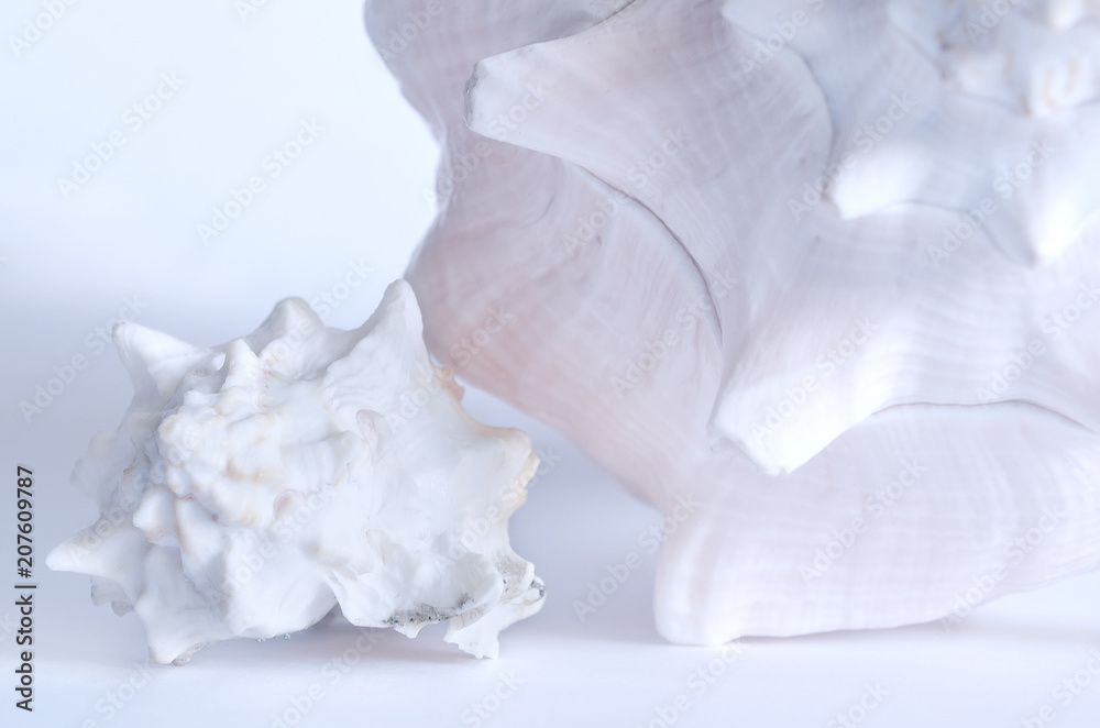 Large and medium sea shell. Background in pastel colors Large and medium sea shell. Background in pastel colors